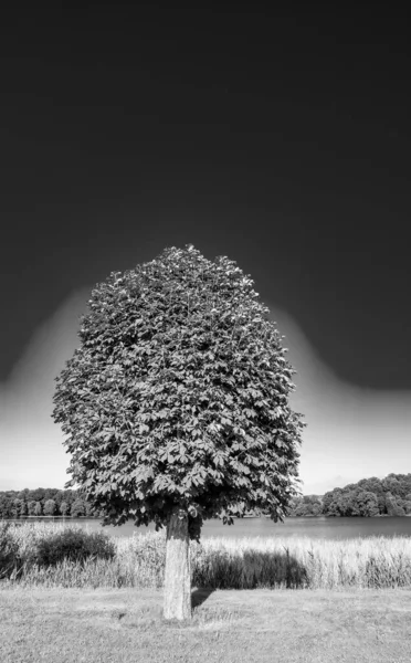 晴れた日に川沿いの美しい牧草地で孤独な木 — ストック写真