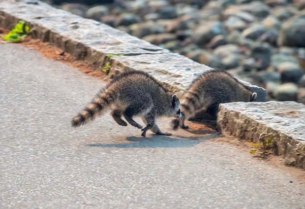 Racoon Family Looking Food Stanley Park Vancouver Canada — Stock Photo, Image