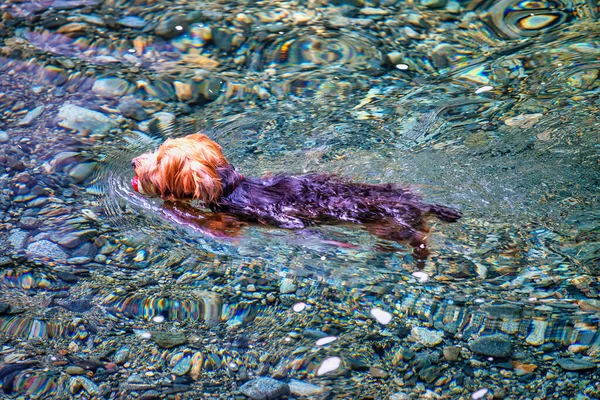 小川での犬の水泳口の中で果物を保持 — ストック写真