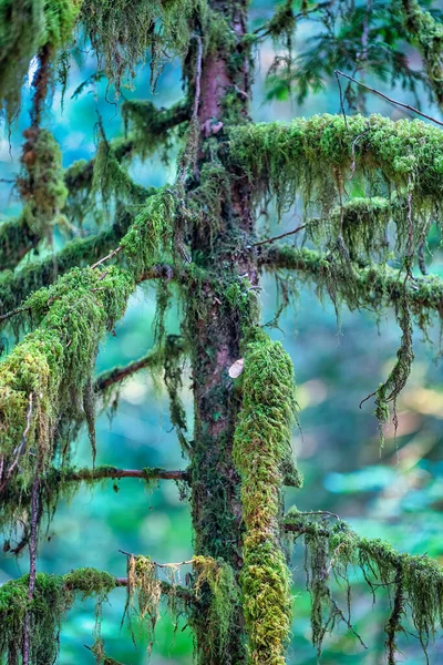 Filiais Árvores Floresta Colúmbia Britânica Perto Ponte Capilano — Fotografia de Stock