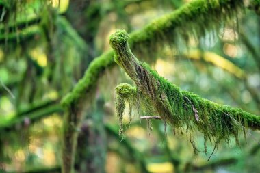 Capilano Köprüsü yakınlarındaki British Columbia ormanının ağaç dalları
