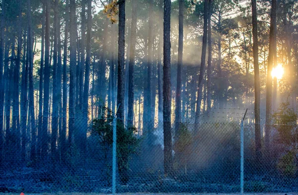 Sun Rays Middle Backlit Trees Haze — Stock Photo, Image