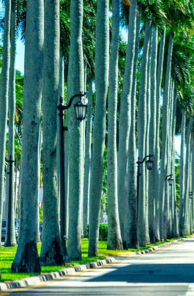 Trees Royal Palm Way Palm Beach Florida — Stock Photo, Image