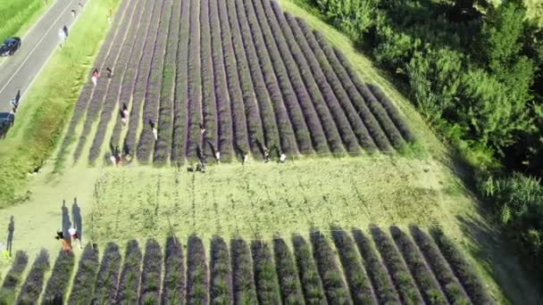 라벤더 초원 은 탁트인 시골에 있습니다. 여름의 놀라운 공중 경관 — 비디오