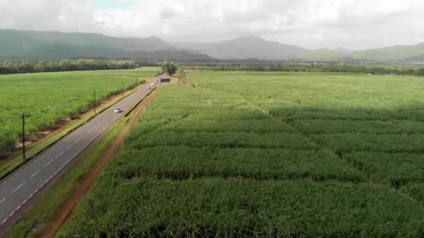 Veduta aerea dei prati dell'isola con bambù — Video Stock