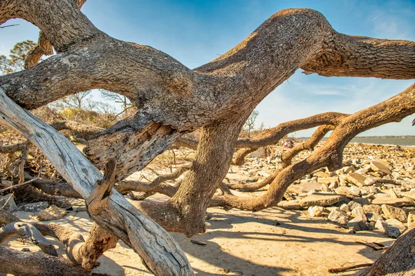 Bare Tree Trunks Jekyll Island Beach Florida — Stock Photo, Image