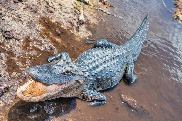 Ağzı Açık Everglades Timsahının Yan Görüntüsü — Stok fotoğraf