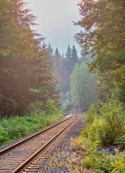 Ferrovia Através Floresta Com Neblina Fundo — Fotografia de Stock