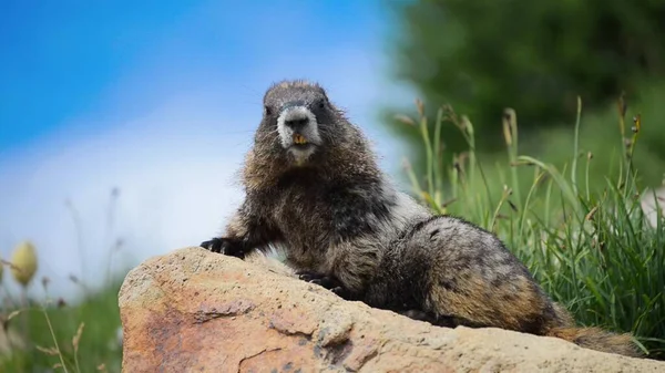 Marmot Fazendo Sentinela Deitada Uma Rocha Montanha — Fotografia de Stock