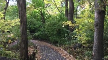 Yavaş çekimde düşen yapraklar, yeşillik mevsiminde şehir parkı