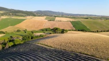 Açık kırsaldaki lavanta otlakları. Yaz mevsiminde inanılmaz hava manzarası