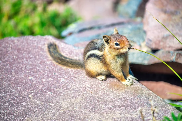 Small Squirrel National Park Rock Summer Season — Stockfoto