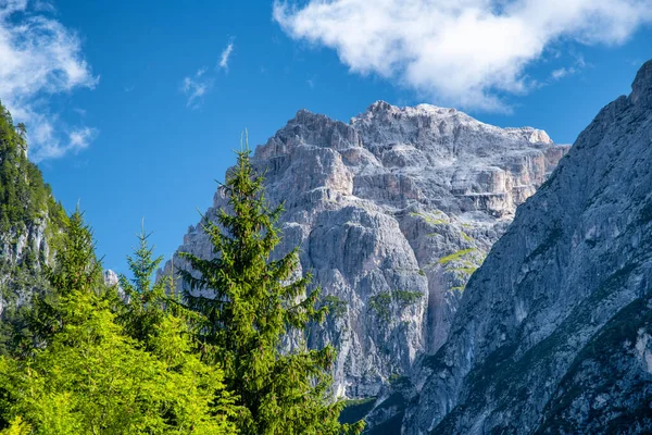 Alps Mountains Summer Season Peaks Trees Blue Sky — Stock fotografie