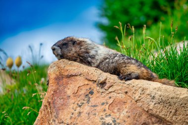 Yaz mevsiminde, güzel bir milli parktaki kayanın üzerinde uyuyan dağ sıçanı.