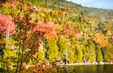 Acadia Ulusal Parkı 'nda Güzel Göl - Yeşillik Mevsimi