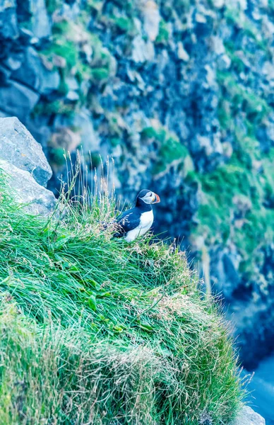 崖の上の美しいアイスランドのパフィンの肖像 — ストック写真
