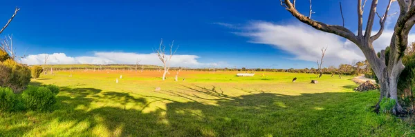 Přírodní Park Emu Bay Ostrově Klokan Austrálii Panoramatický Pohled — Stock fotografie