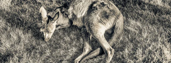 Avslappnad Känguru Liggande Gräset — Stockfoto