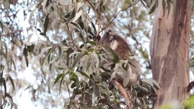 Queensland 'daki şirin Koala Avustralya Okaliptüs Ağacı' nda oturuyor..