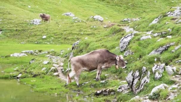 Vaca Nos Alpes Itália — Vídeo de Stock