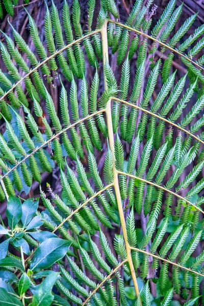 Coromandel Plants Vegetation Hahei Coastline New Zealand — Stock Photo, Image