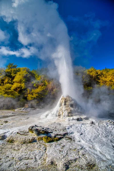 Lady Knox Geyser Major Attraction Waiotapu Thermal Park New Zealand - Stock-foto