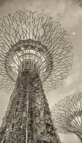 Singapore Január 2020 Supertrees Gardens Bay Faszerkezetek Környezetvédelmi Technológiákkal Vannak — Stock Fotó
