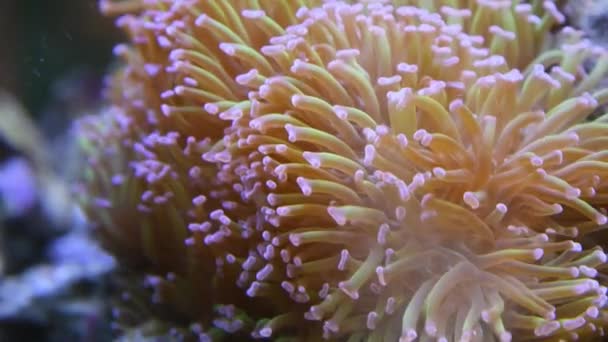 Gli Anemoni Marini Sono Gruppo Animali Acquatici Predatori — Video Stock