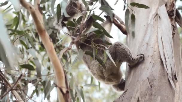 Roztomilý Medvěd Koala Queenslandu Austrálie Sedí Eucalyptus Tree — Stock video