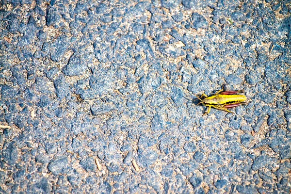Grasshopper Mountain Road — Zdjęcie stockowe