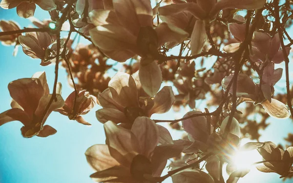 Kwiaty Drzewa Magnolia Przeciwko Błękitnemu Niebu Sezonie Wiosennym — Zdjęcie stockowe