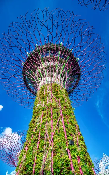 Singapore Január 1St 2020 Supertree Ligetek Kertekben Bay City Park — Stock Fotó