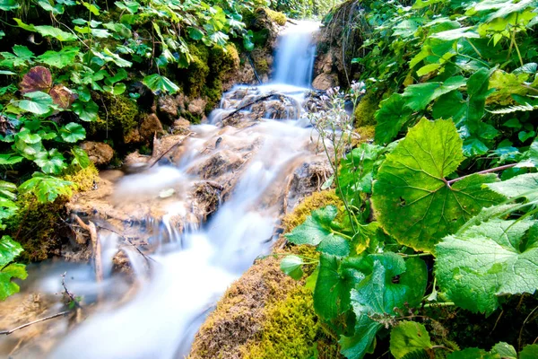 Agua Que Fluye Dentro Los Bosques Dolomitas Italia —  Fotos de Stock