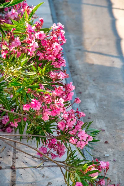 Oleander Plant Mee Een Eiland Straat — Stockfoto