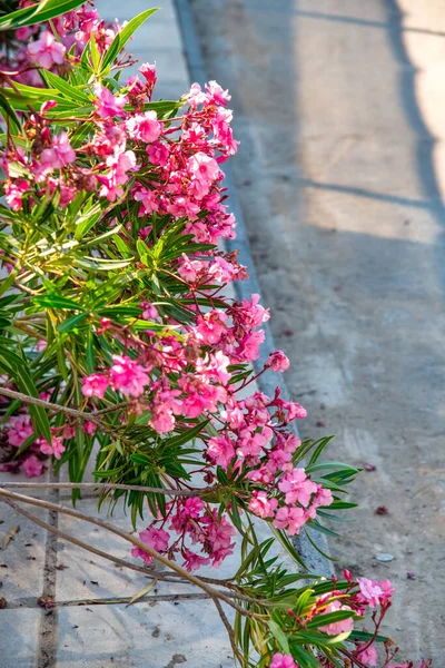 Oleander Plant Island Street —  Fotos de Stock