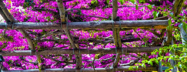 Bouganville Pink Flowers Top Alley — Stockfoto