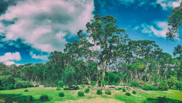 Exploring Kangaroo Island South Australia Panoramic View Trees Park Beautiful — Stockfoto