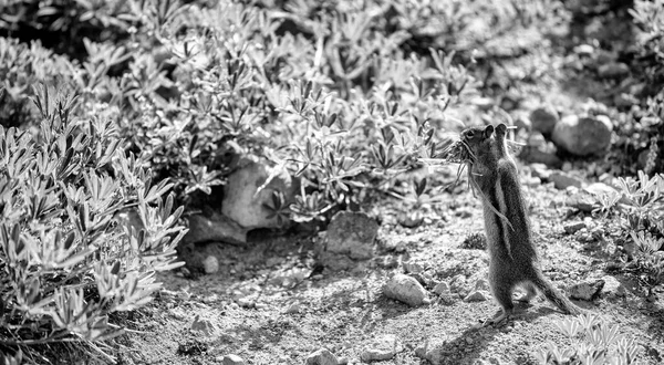 Eichhörnchen Auf Einem Waldweg Der Sommersaison — Stockfoto