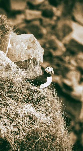 Puffin Iceland Seabirds Sheer Cliffs Birds Westfjord Iceland Wild Animal — Foto Stock