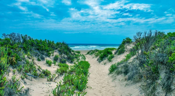 Roślinność Drzewa Wzdłuż Cotters Lake Trail Park Narodowy Wilsons Promontory — Zdjęcie stockowe