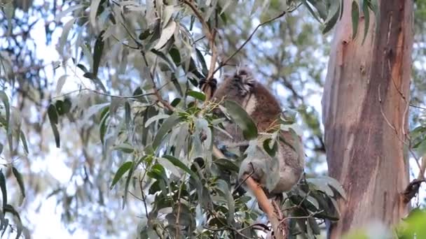 澳大利亚考拉在户外的桉树树中 — 图库视频影像