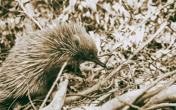 Echidna Caminando Bosque —  Fotos de Stock