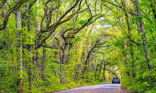 Bahar Mevsiminde Ağaçlarla Çevrili Uzun Ağaçlarla Kaplı Bir Yol Arka — Stok fotoğraf