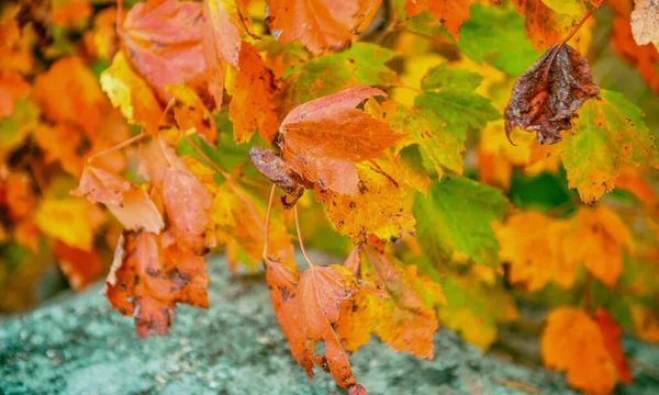 Laub Hinterlässt Farben Herbst Rote Und Gelbe Schattierungen — Stockfoto