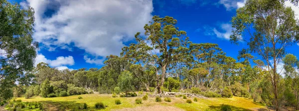 Zwiedzanie Kangaroo Island Południowa Australia Panoramiczny Widok Drzewa Park Piękny — Zdjęcie stockowe