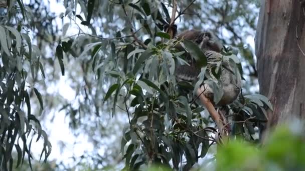澳大利亚昆士兰州可爱的考拉熊坐在桉树下 — 图库视频影像