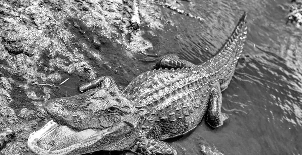 Side View Impressive Everglades Crocodile Open Mouth — Stock Photo, Image