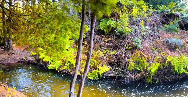 Rotorua New Zealand Tourists Locals Enjoy Thermal Spring Kerosene Creek — Stock Photo, Image