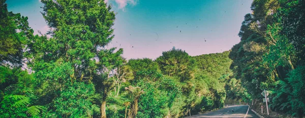 Beautiful Road New Zealand Spring North Island — Photo