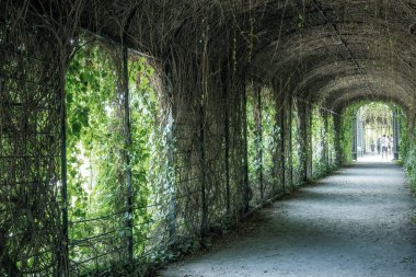 Viyana, Avusturya - 20 Ağustos 2022: Schoenbrunn parkında yapraklarla yapılan bir tünelde turistler.